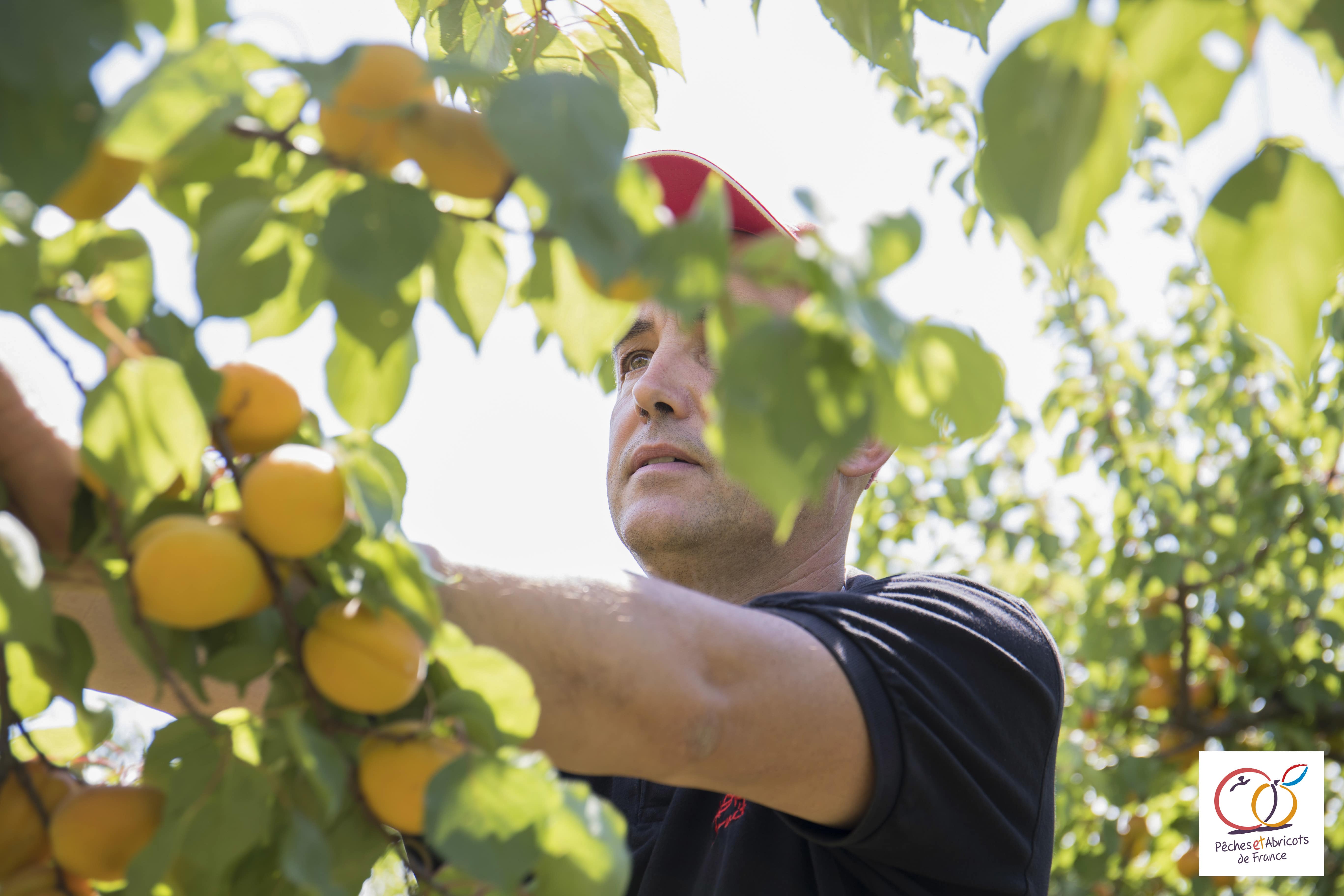 Pêches et Abricots de France 
