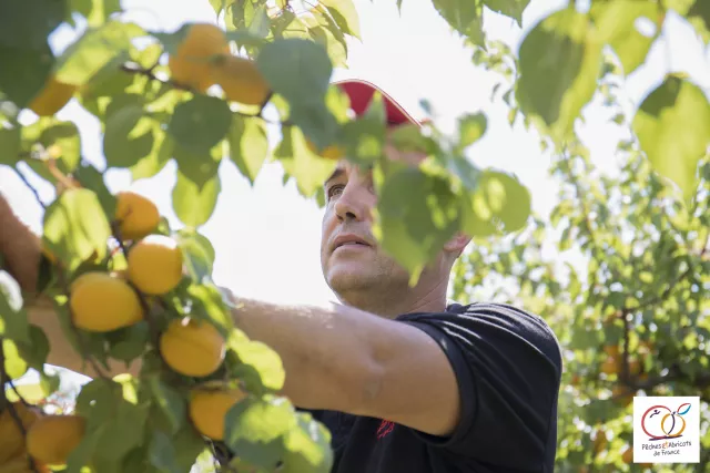 Pêches et Abricots de France 