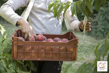 Pêches et Abricots de France Pêches et Abricots de France