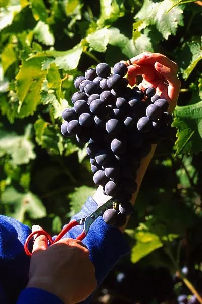 Raisin sélection Raisin sélection