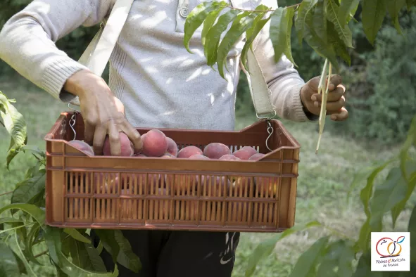 Pêches et Abricots de France 